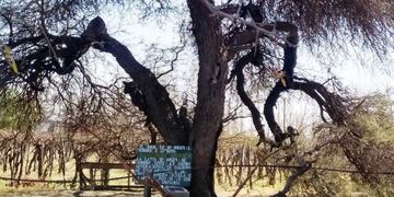 Un árbol de más de 170 años es el nuevo atractivo turístico de Junín