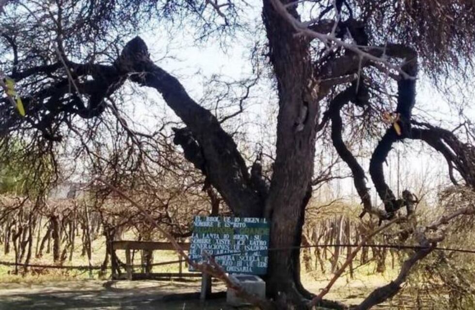 Un árbol de más de 170 años es el nuevo atractivo turístico de Junín