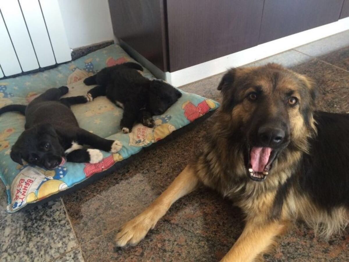 Perros salvados (El Diario de Carlos Paz)\u002E