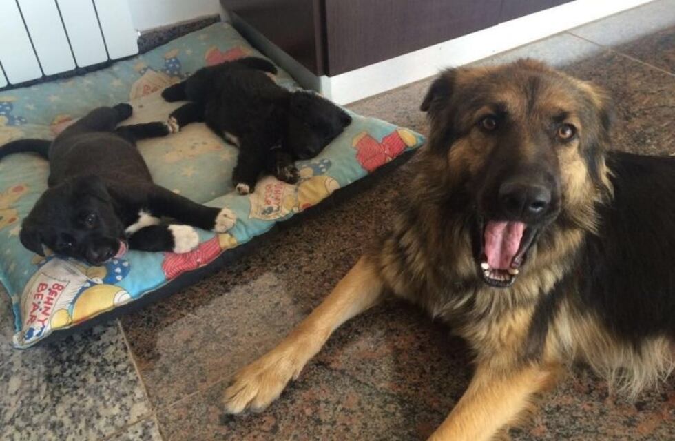 El vecino anónimo que alimenta a los perros callejeros en Carlos Paz