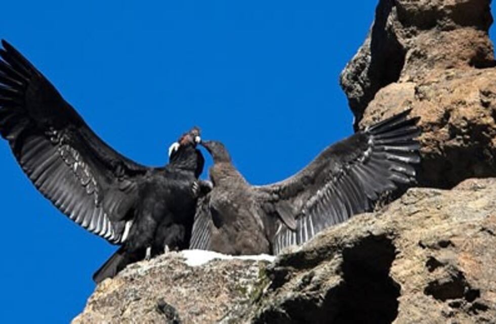 El Chaltén : llaman a escaladores a respetar zonas de nidos de cóndores