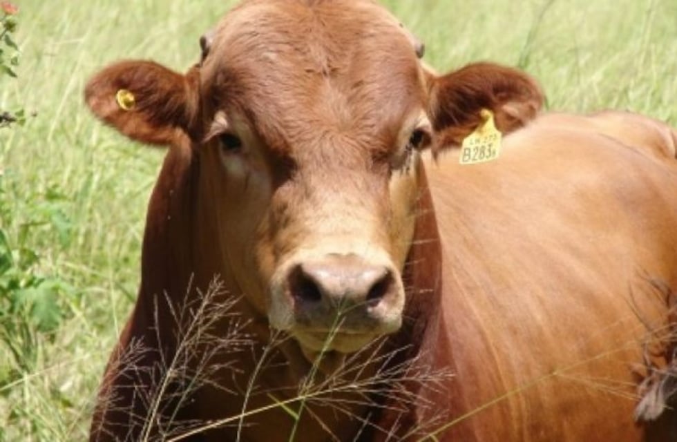 Montecarlo: realizan el primer remate de ganado con modalidad presencial