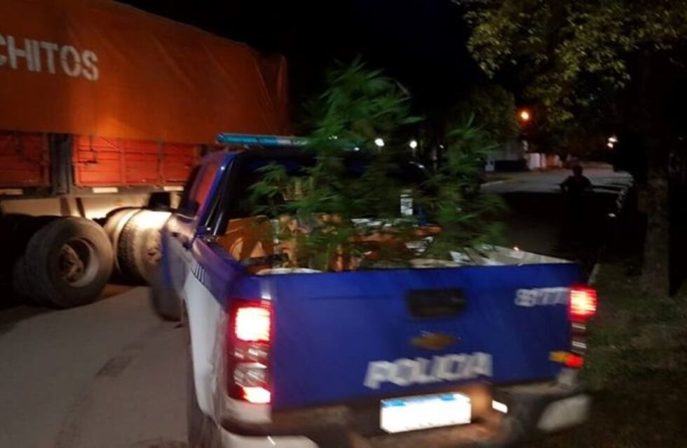 Secuestran plantas de Cannabis en la localidad de El Tío