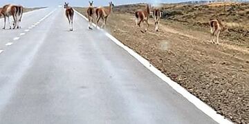 Accidentes en ruta: la culpa no es de los guanacos