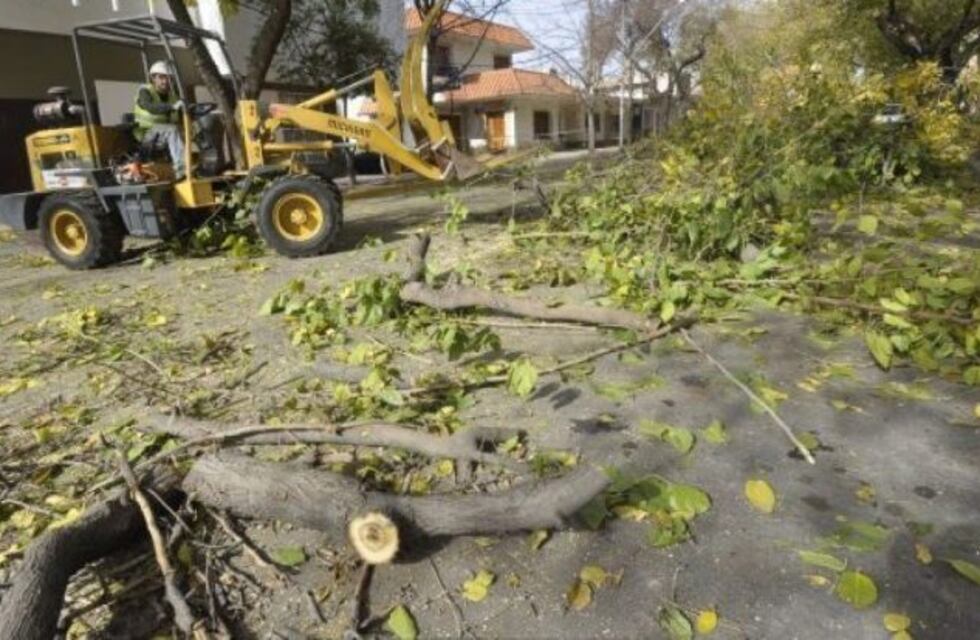 Inició la temporada de poda anual en Mendoza