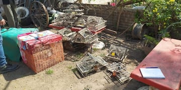 Aves autóctonas Santiago Temple