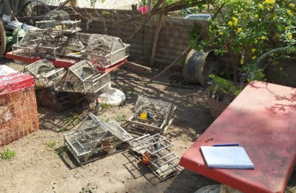 Rescataron decenas de aves autóctonas en cautiverio en Santiago Temple