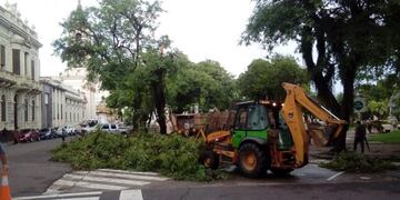 Cayeron más de 30 árboles en toda la capital correntina\u002E