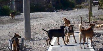 Perros de la calle\u002E Imagen ilustrativa\u002E