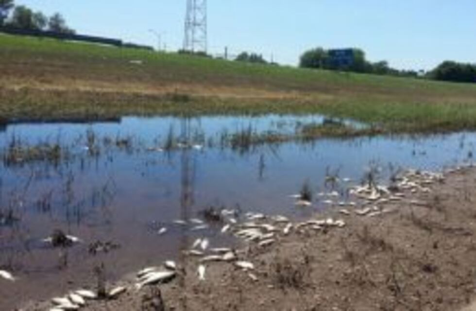 Sorpresa ante la aparición de peces muertos a la vera de la autopista Rosario-Buenos Aires