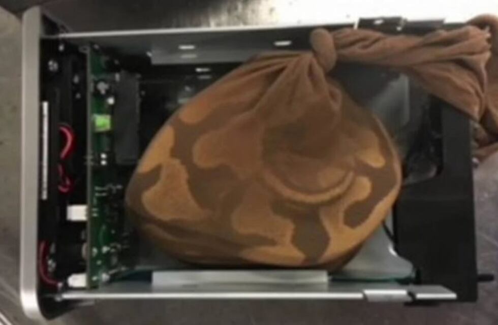 Intentó subir a un avión con una pitón oculta en una computadora
