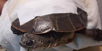 Alta Gracia: hallaron una tortuga herida a causa de un grave maltrato