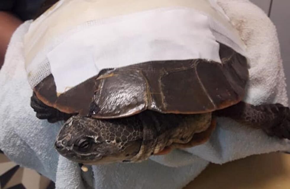 Alta Gracia: Evoluciona favorablemente la tortuga dañada en el Tajamar