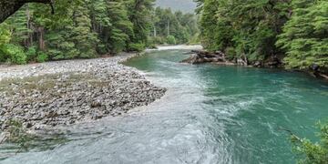 Bosque Patagónico\u002E Imágen ilustrativa\u002E