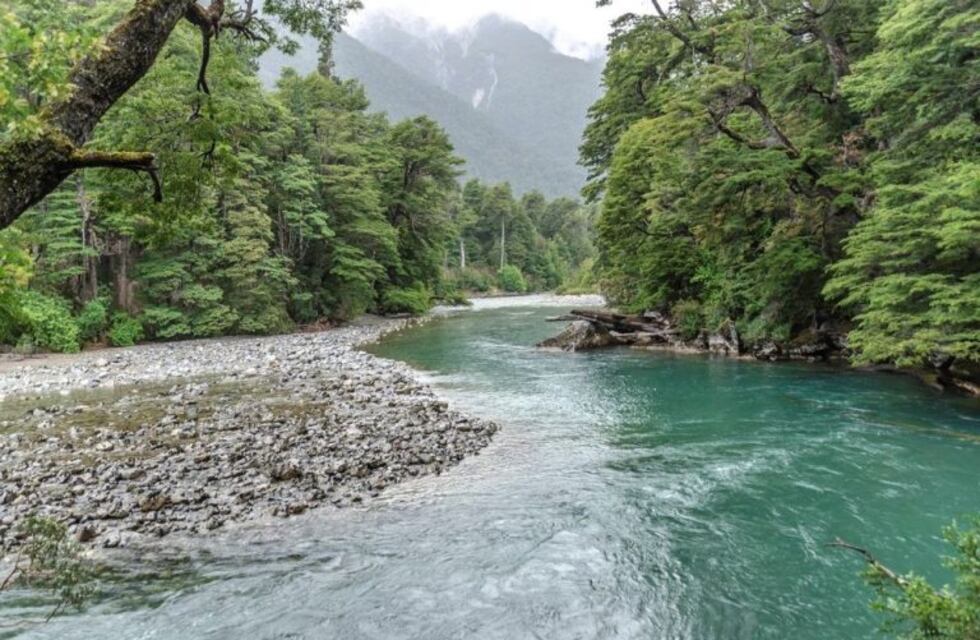 Alertan sobre el impacto del cambio climático en el bosque patagónico