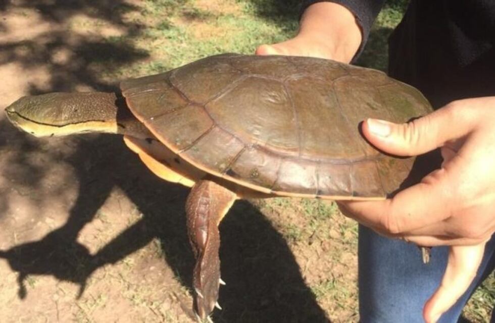 El Cabra Corral sin contaminación por la pandemia