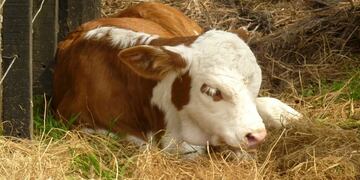 Asombro por el nacimiento de un ternero con dos cuerpos\u002E(Archivo)