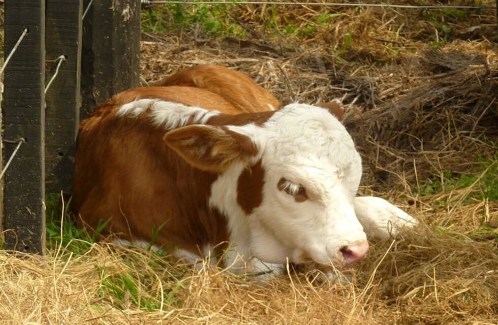 Sorpresa por el nacimiento de un ternero con dos cuerpos
