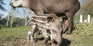 El FESTAPIR celebra la reintroducción de la especie y promueve el cuidado del ambiente desde la música y la ciencia.