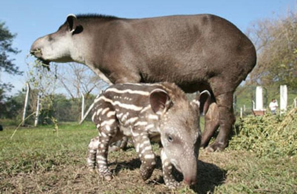 Música y conservación: vuelve el FESTAPIR a Tucumán