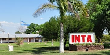 Estudiarán en Entre Ríos el virus de la bronquitis infecciosa aviar