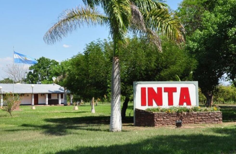 Estudiarán en Entre Ríos el virus de la bronquitis infecciosa aviar