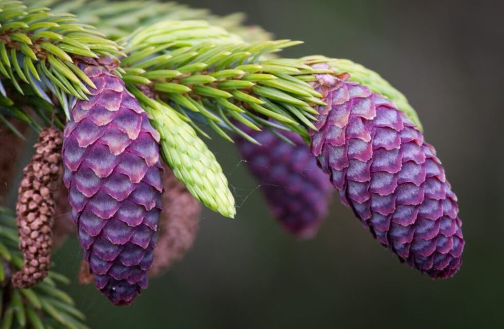 Recomendaciones para tu jardín según la región del país donde estés