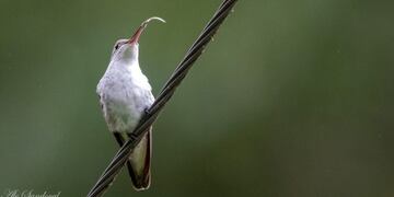 Salta se consagra ganadora del Global Big Day en su categoría (Facebook Aves Salta Club de Observadores)