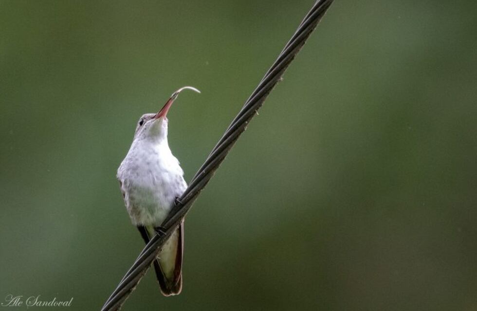 El avistaje de aves en Salta se consolida como el producto de mayor potencial turístico