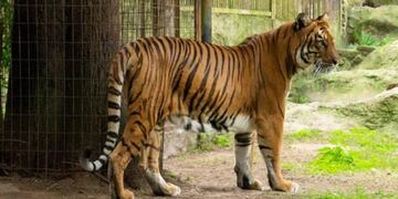 La tigresa vivía desde el 2009 en el zoológico de La Plata, hoy reconvertido en bioparque (Foto: archivo)\u002E