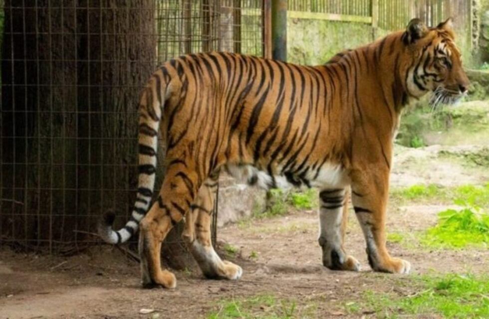 La tigresa "Colón", que vivía en el Bioparque de La Plata, es trasladada a un santuario de Sudáfrica