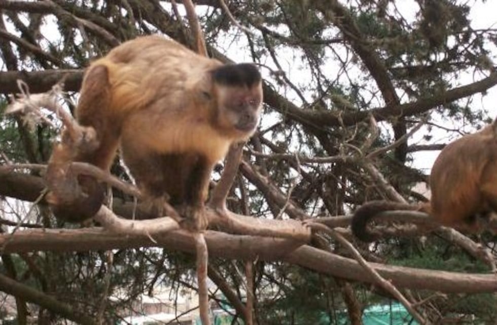 Colecta de alimentos para los animales, víctimas de los incendios forestales, del Proyecto Carayá