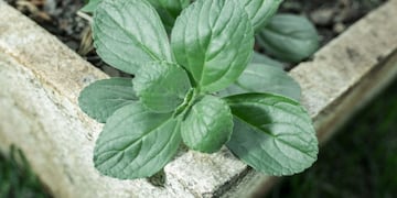 Los riesgos de automedicarse con plantas