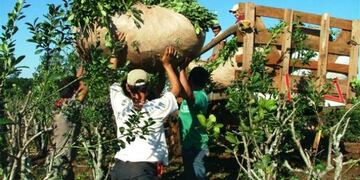 Zafra yerbatera\u002E (MisionesOnline)