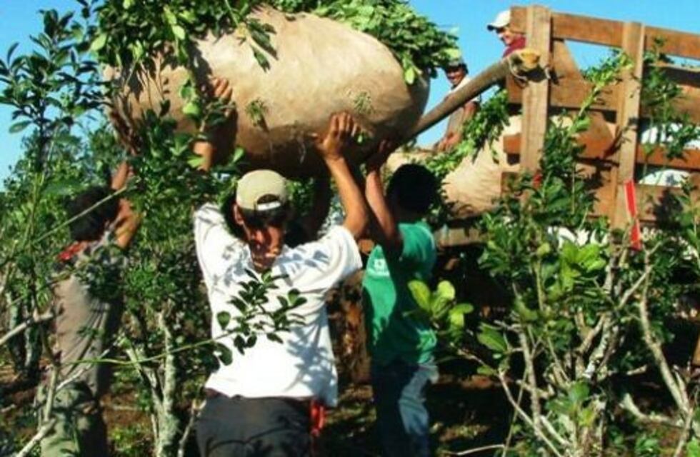 Los productores de yerba insisten en un precio que cubra sus costos