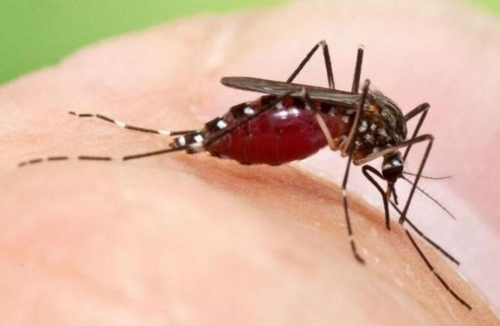 Octubre y noviembre serán los meses de prevención del Dengue, Chikungunya y Zika en Carlos Paz