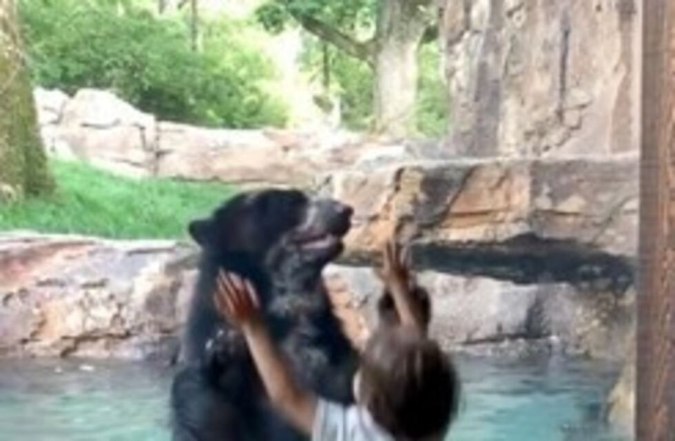 El tierno video de un oso que salta con un nene y se volvió viral