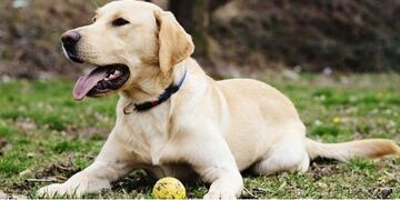 Labrador