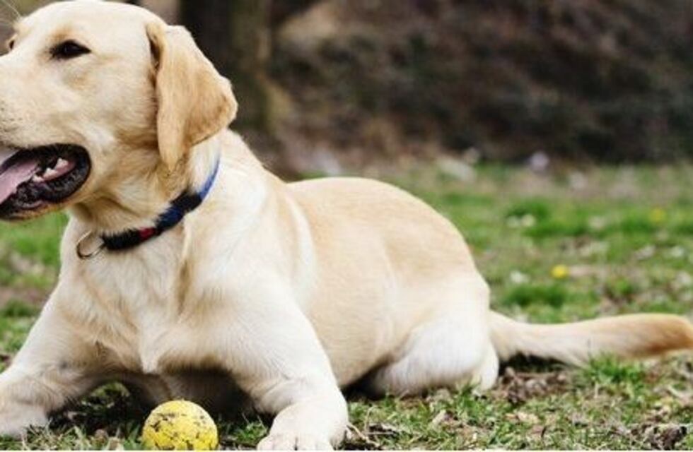 Las tiernas reacciones de los perros que ayudan a sus dueños a atravesar ataques de pánico y ansiedad
