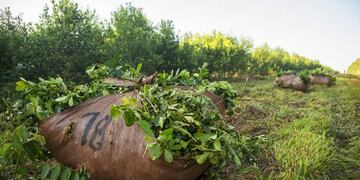 Productores de Andresito aceptan aumento en los precios de la yerba mate tras semanas de protestas.