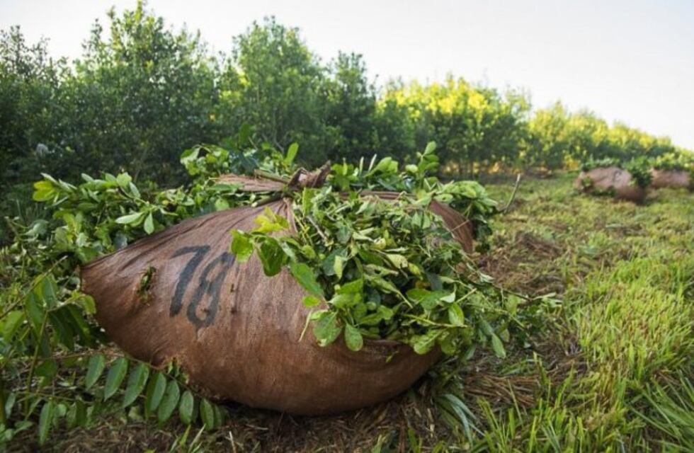 Productores de Andresito aceptan aumento en los precios de la yerba mate tras semanas de protestas