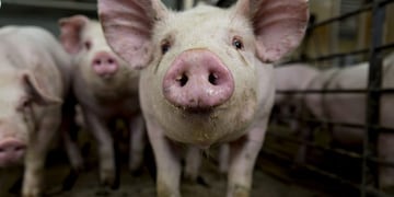 A three-month-old pig stands in a pen at the Paustian Enterprises farm in Walcott, Iowa, U\u002ES\u002E, on Tuesday, April 17, 2018\u002E China last week announced $50 billion worth of tariffs on American products including soybeans and pork in retaliation for President Trump's plan to impose duties on 1,333 Chinese products\u002E Photographer: Daniel Acker/Bloomberg eeuu iowa granja criadero de cerdos en iowa ganaderia porcinos