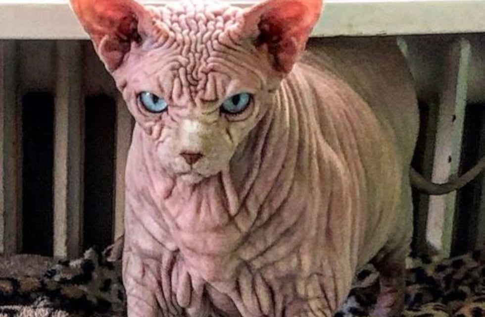 El gato mas arrugado y aterrador del mundo que se hizo famoso en Instagram