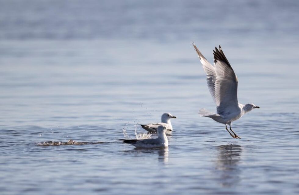 Río Gallegos será parte del Festival Internacional de Aves Playeras Migratorias 2021 de México