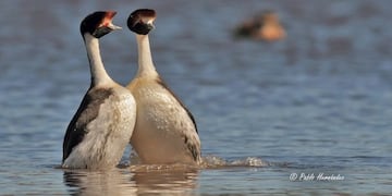 maca tobiano