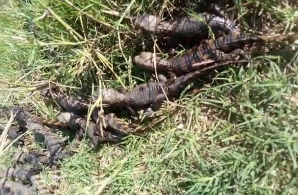 Un isleño grabó en video a un yacaré y decenas de sus crías en el Paraná Viejo