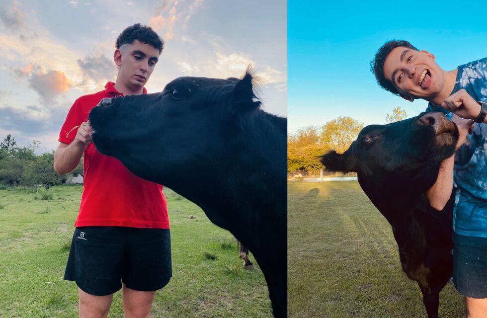 Clota, la vaca que fue rescatada en una ruta de Córdoba y ahora es furor en Tiktok