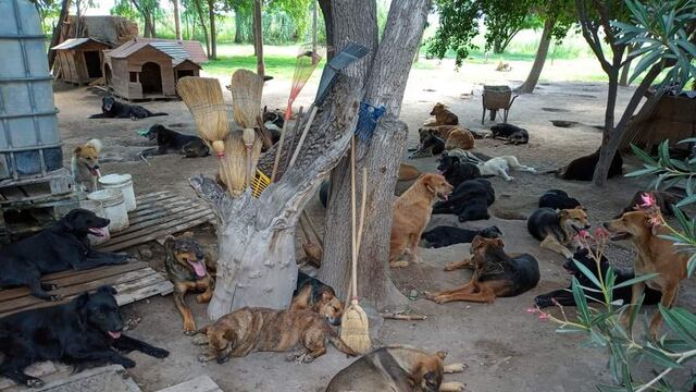 Algunos de los 200 animales que hay en el Refugio de Diego