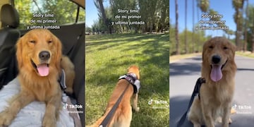 Él es Teo, el Golden Retriever mendocino que es viral en Tik Tok.