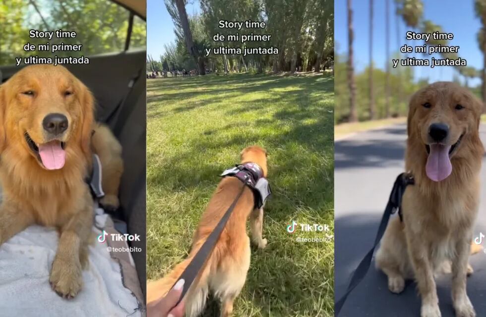 El divertido “relato” de un Golden mendocino que se volvió viral en Tik Tok: “Se picó la juntada”